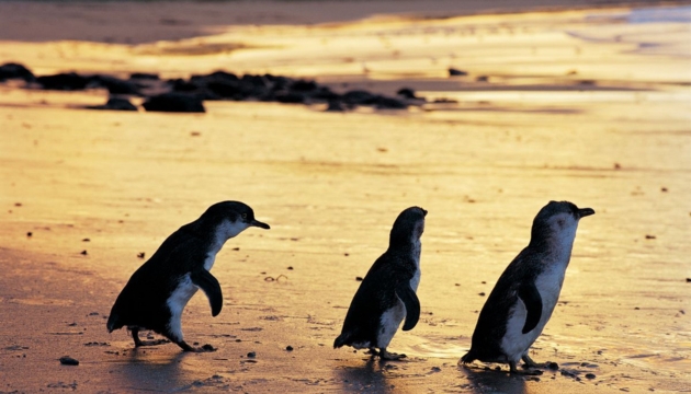 Premium Chauffeur Service for Phillip Island Wildlife Tour